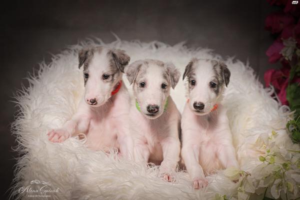 גורי בורזוי מדהימים מהורים אלופים