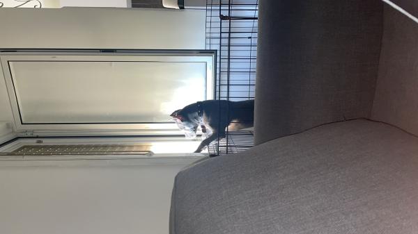 בלו נאוז רמה גבוהה לפי