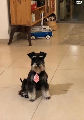 למכירה כלבת שנאוצר ננסי שחור