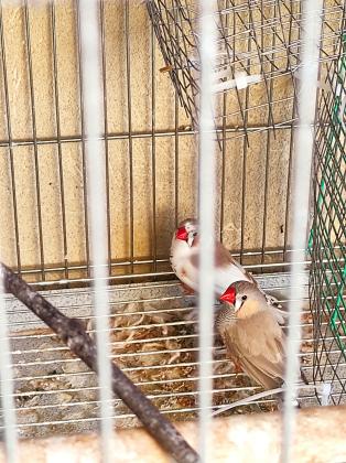 תוכי אוסטרלי ₪80 זברה פינק