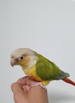 קוניור אננס האכלת יד ברמה