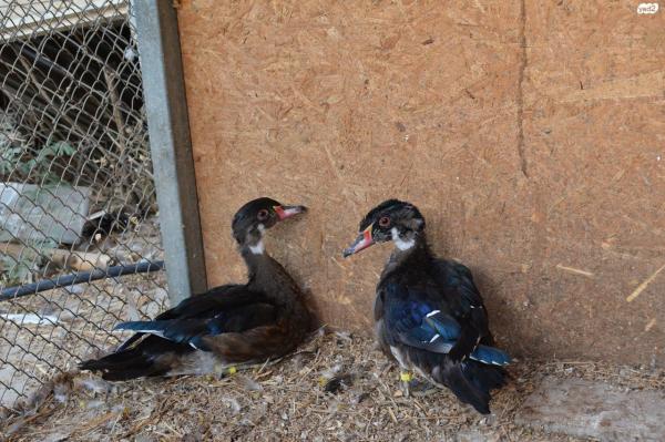 יש זוגות של מנדרינים מופע