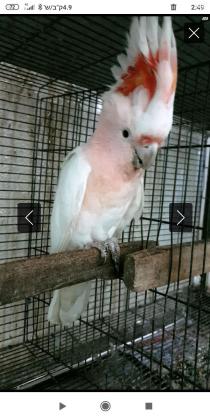 קקדו מיג'ור מיטשל האכלת יד