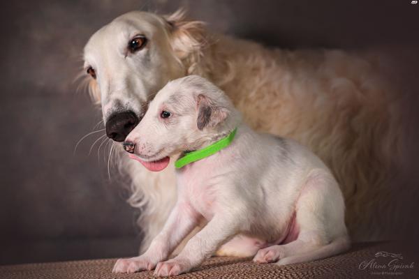 גורי בורזוי מדהימים מהורים אלופים