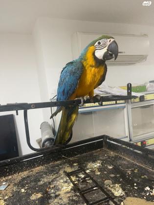 גוזלי ארות ברמה גבוה