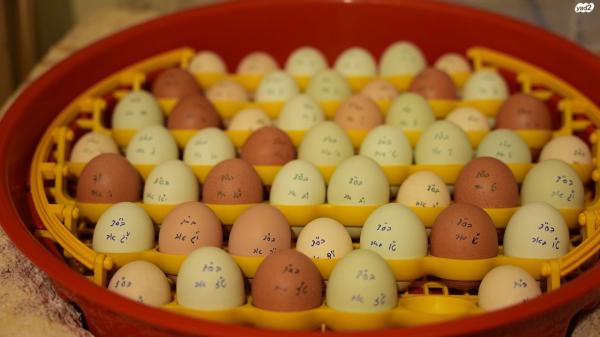 תרנגולות מארנס מטילות יש גם