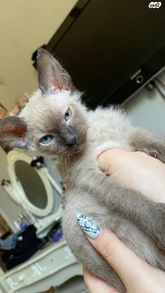 ספינקס קנדי (בראש הפרווה שלו