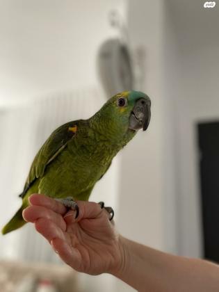 אמזונה בלו פרונט בת חמישה חודשים