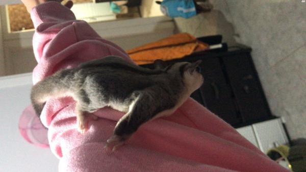 סנאית מעופפת/שוגר/גליידר למכירה בת 1