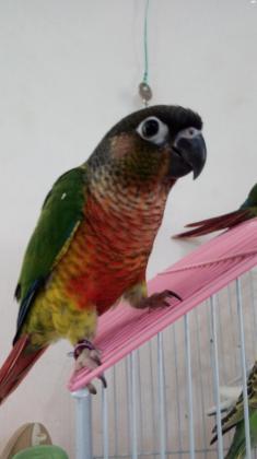 קוניור גרינציק ילו סייד רד