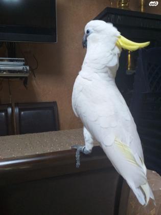 קקדו ציצ צהוב טריטון מהסוג