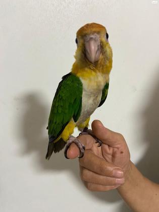 גוזל קאיק גינגי גמול בן