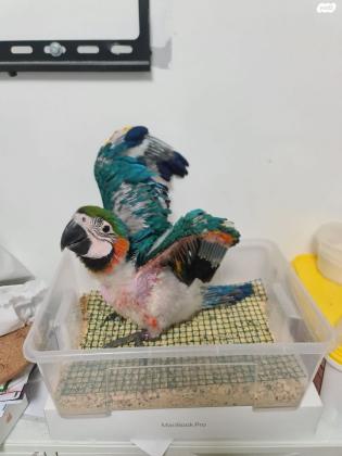 גוזלי היבריד בדוקי מין ומחלות ומוטבעים