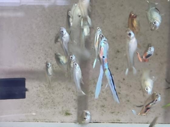 דגי גופי אנדלר יפים מאוד ובריאים