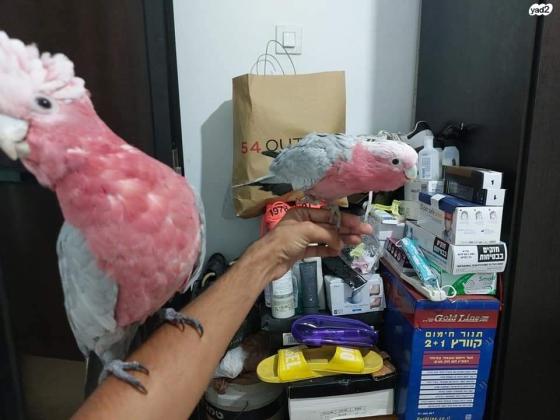 למכירה קקדו גאלה אכלת יד