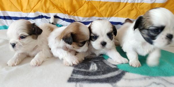 גורי שיצו ננסי