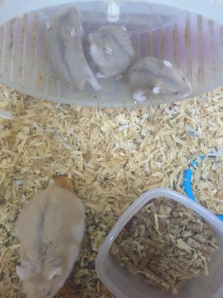 אוגרים סיבירים(הסוג הקטן) אוכלים לבד