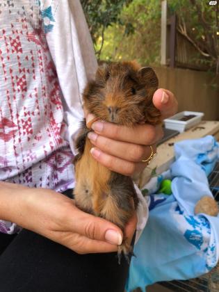 שרקנית מתוקה בת חודש