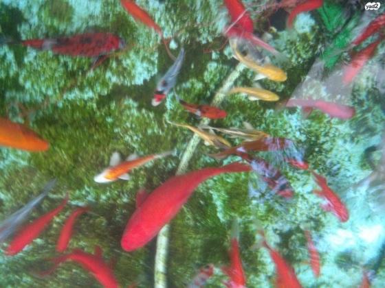 דגי זהב ודגי קוי