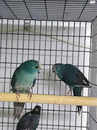 זוג קקריקים כחול פייד