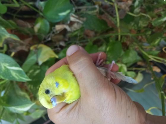 זוג תוכונים פעיל אוסטרלים/ אנגלים