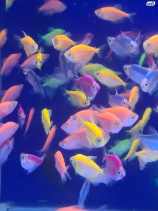 דגי אלמנה גלו פיש מדהימים