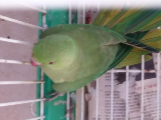 תוכי דררה נקבה יפה מאוד לא בשבת !!!