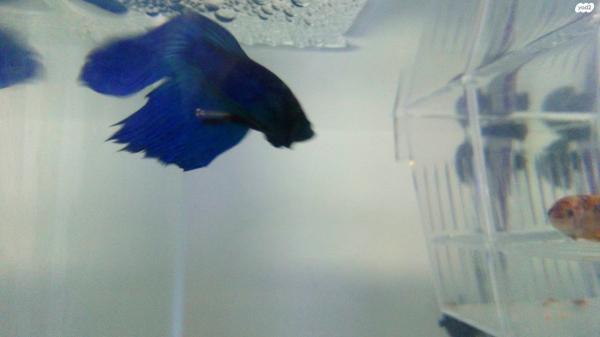 דג קרב זכר ודג