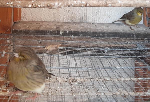 זוג כנרים גלוסטרים מחובר ועובד