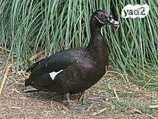 ברווזים ברברים מהממים ומטופלים למכירה