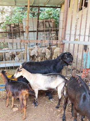 עזים שאמי ירדני ויש אלפיני