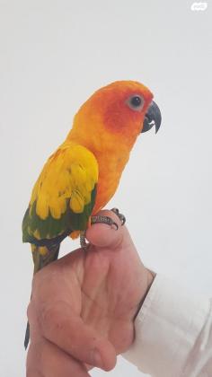 קוניור שמש האכלת יד ברמה