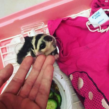 סנאית מעופפת/שוגר/גליידר למכירה בת 1