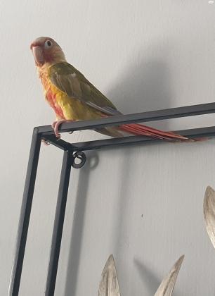 קוניור אננס בן שנה עם טבעת כולל כלוב