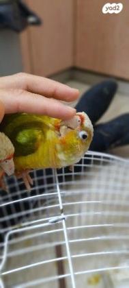 זוג תוכים קטנים שמאוד אוהבים