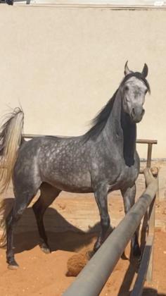 סוס ערבי טהור למכירה בריא