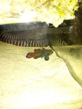 למכירה אקווריום מים מלוחים גודל