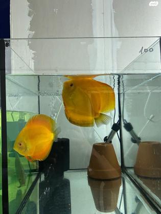 מגוון רחב של דיסקוסים למכירה