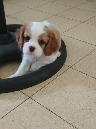 גורות קינג קאבליר נדירות ביופיין