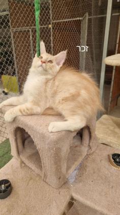 5 גורי מיינקון מדהימים בני