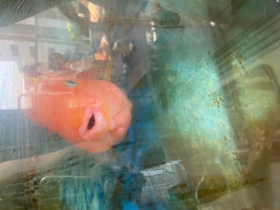 דג תוכי דם ענק צבע יפיפה