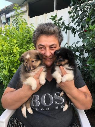 למכירה גורי שלטי יפיפיים גזעיים