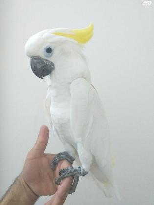 קקדו ציצ צהוב טריטון מהסוג