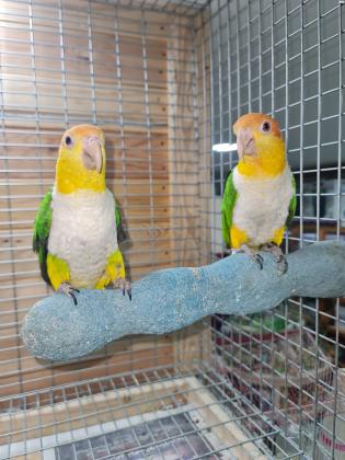 זוג קאיק גינגי מטובעים 19