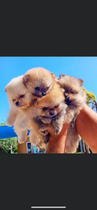 פומרניאן טדי בר  זכרים