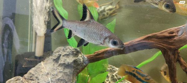 סקטפגוס ירוק 50עוד סוגי דגיםציקלידים