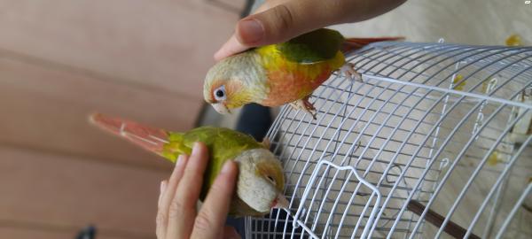 זוג תוכים קטנים שמאוד אוהבים