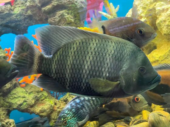 למכירה ארואנה סילבר 60ס״מ 2