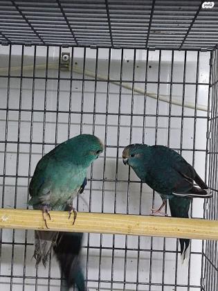 זוג קקריקים כחול פייד