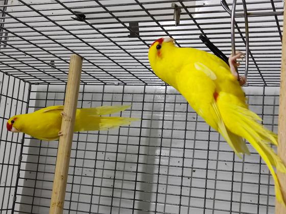 2 זוגות קקריקים צהובים למכירה